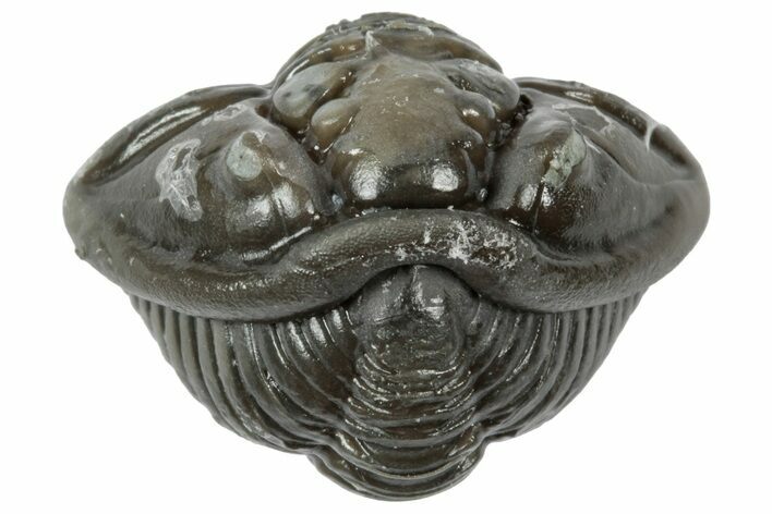 Wide Enrolled Flexicalymene Trilobite - Mt Orab, Ohio #358085